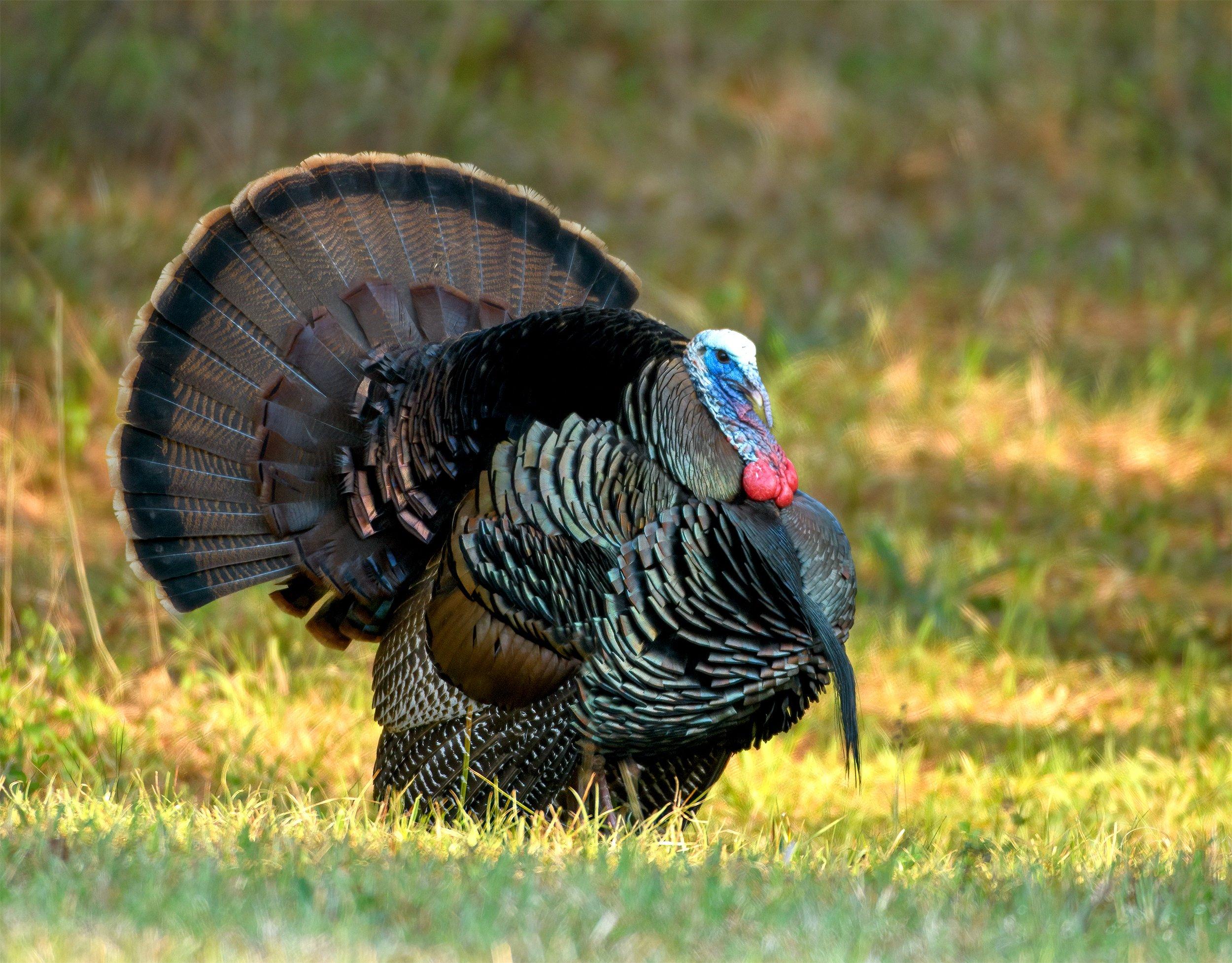 Strut Report: Southern Hunters Report Success, Turkeys in Transition ...
