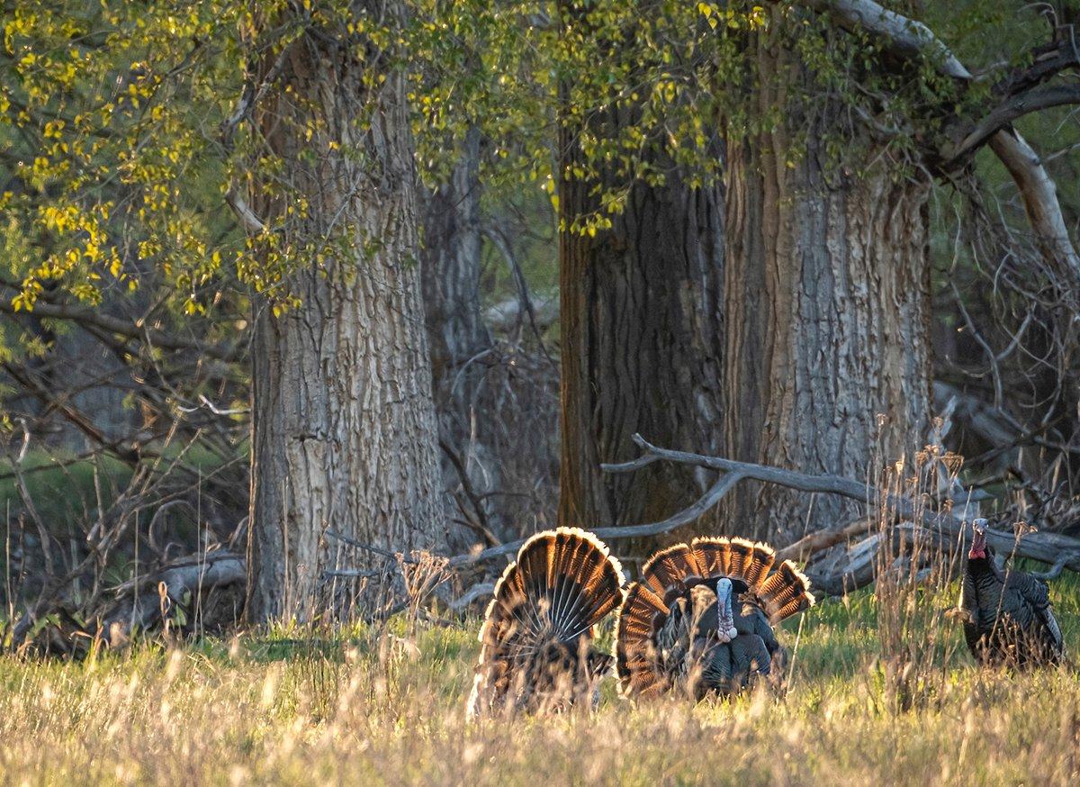 Maybe the trespasser had finally realized he wasn't alone. I froze, looking down the shotgun barrel ... Image by John Hafner