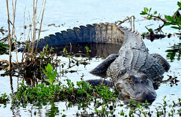 Changes Coming to Mississippi Alligator Permit Drawing Image