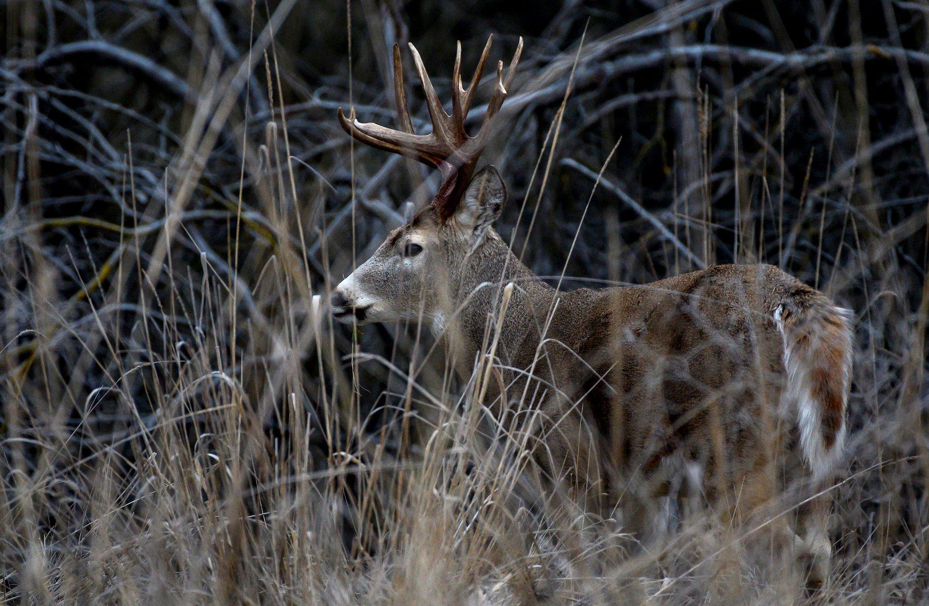 Image: stolen_pa_buck