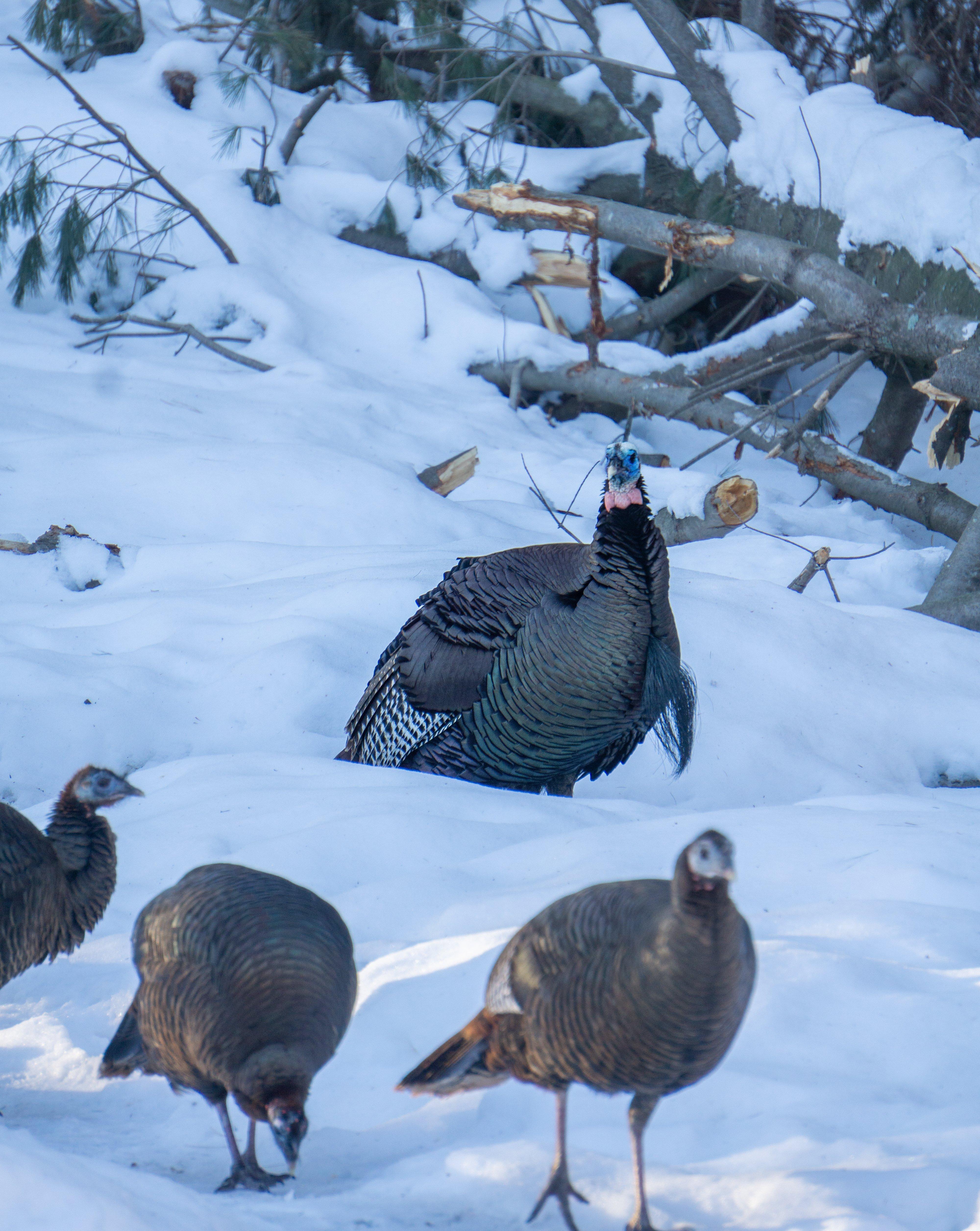  Turkeys in the North had an average to severe winter, but they pulled through and are getting cranked up. Photo by Darron McDougal