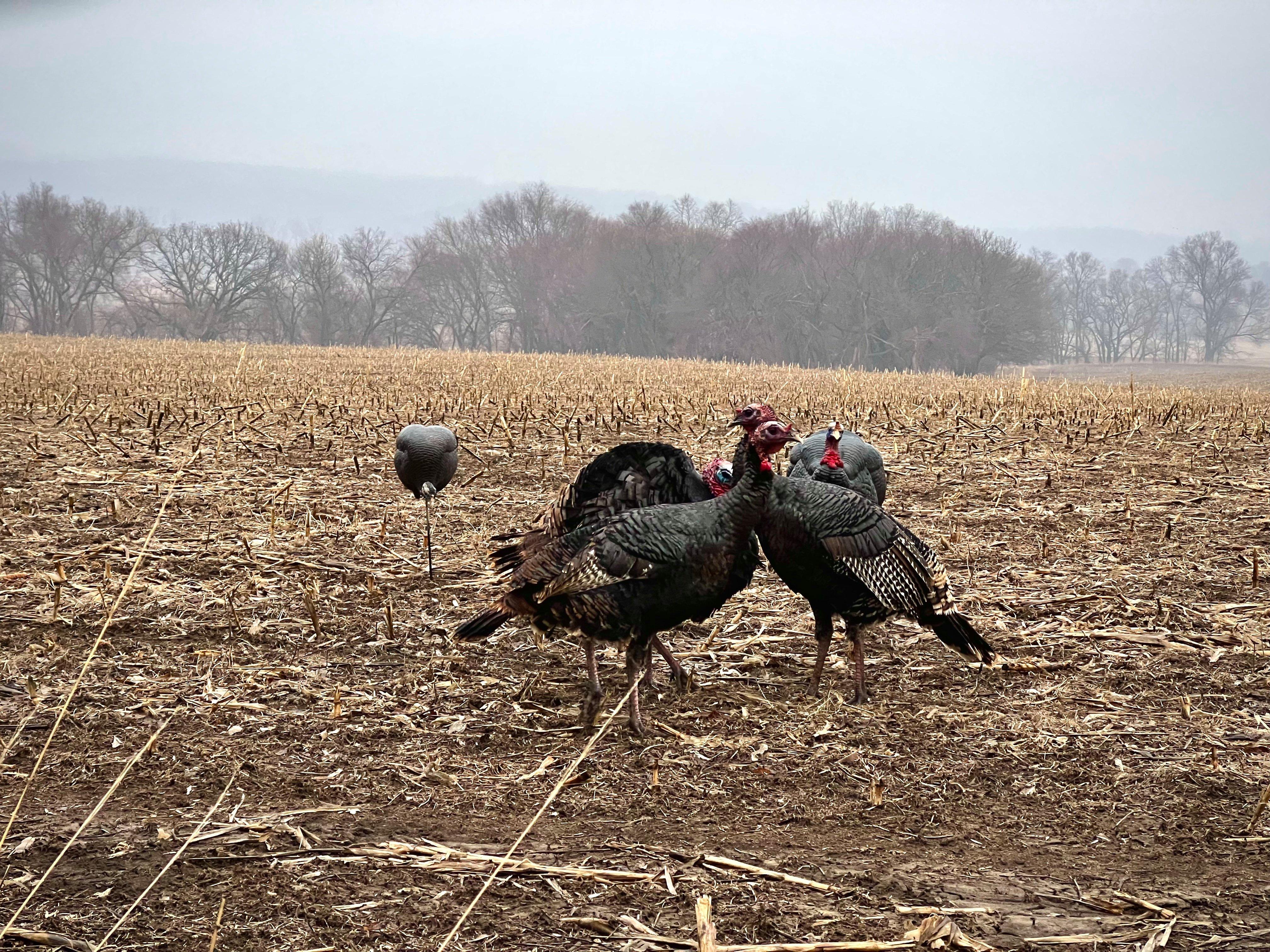 McDougal passed these Nebraska jakes waiting on a tom, but he didn't get his opportunity, as gobblers were traveling great distances joined by sizable hen flocks. Photo by Darron McDougal