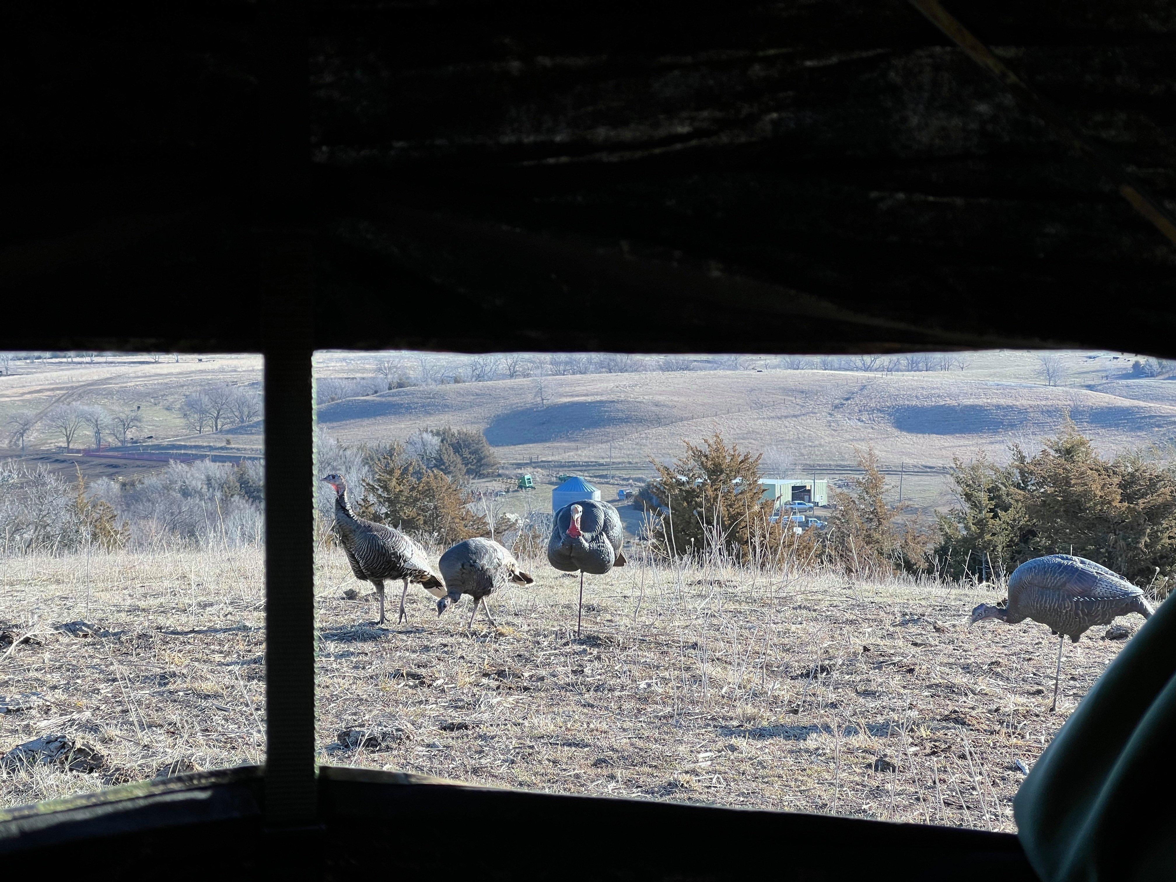  These hens were responsive to the author's calls and decoys in Nebraska, but unfortunately they weren't joined by any toms. Photo by Darron McDougal
