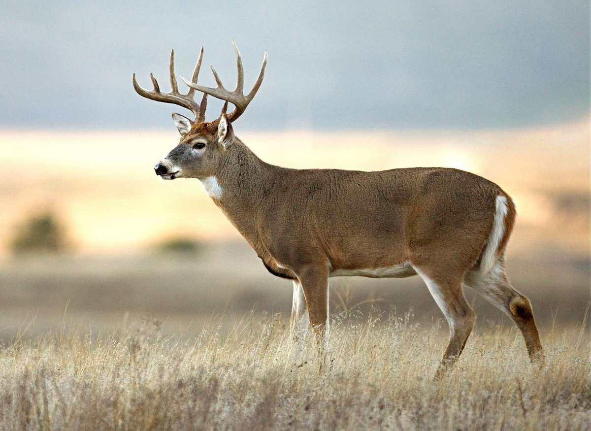 10 Habits of Ultra Successful Hunters - Realtree Camo