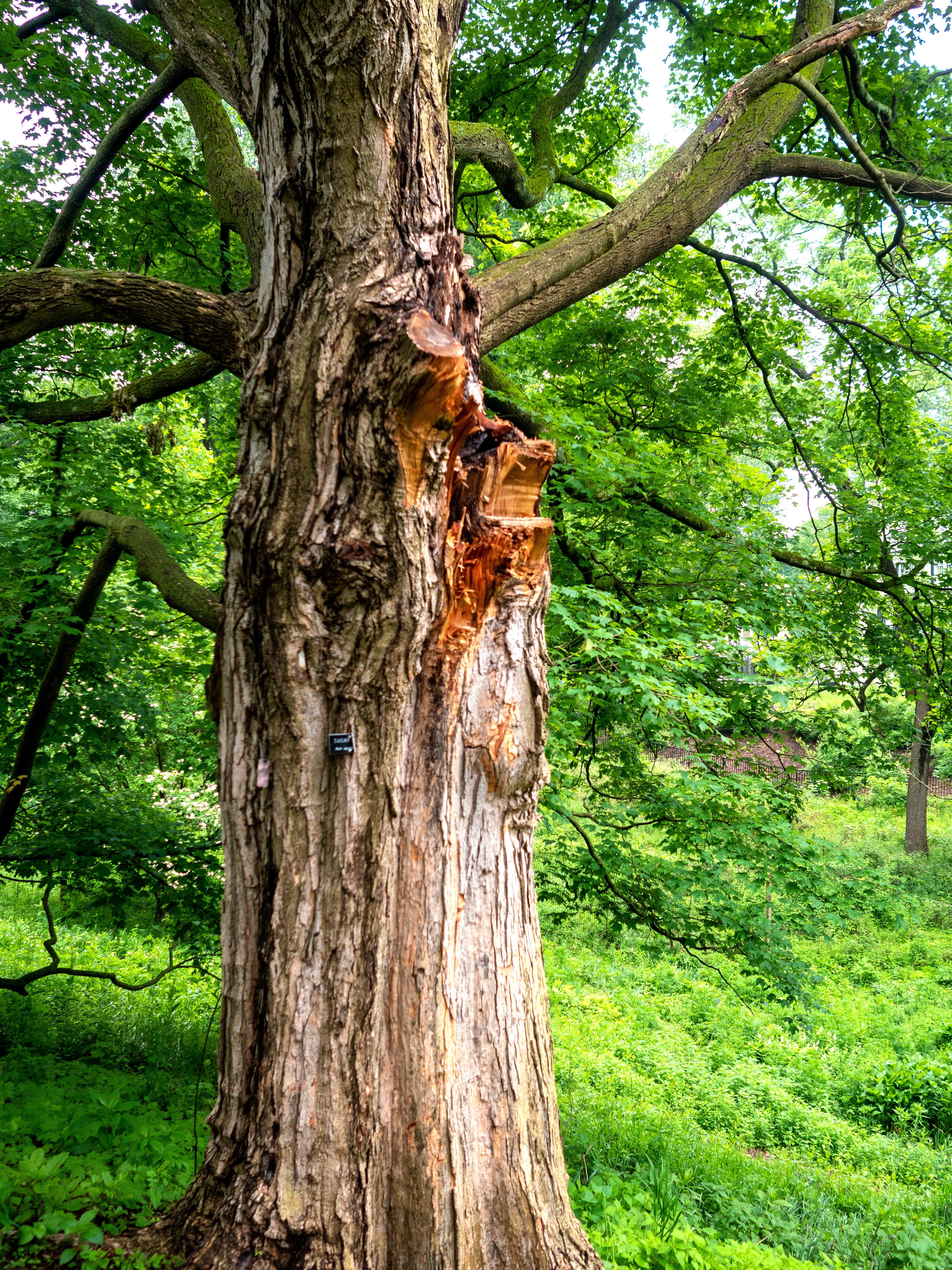 what does a turkey roost look like