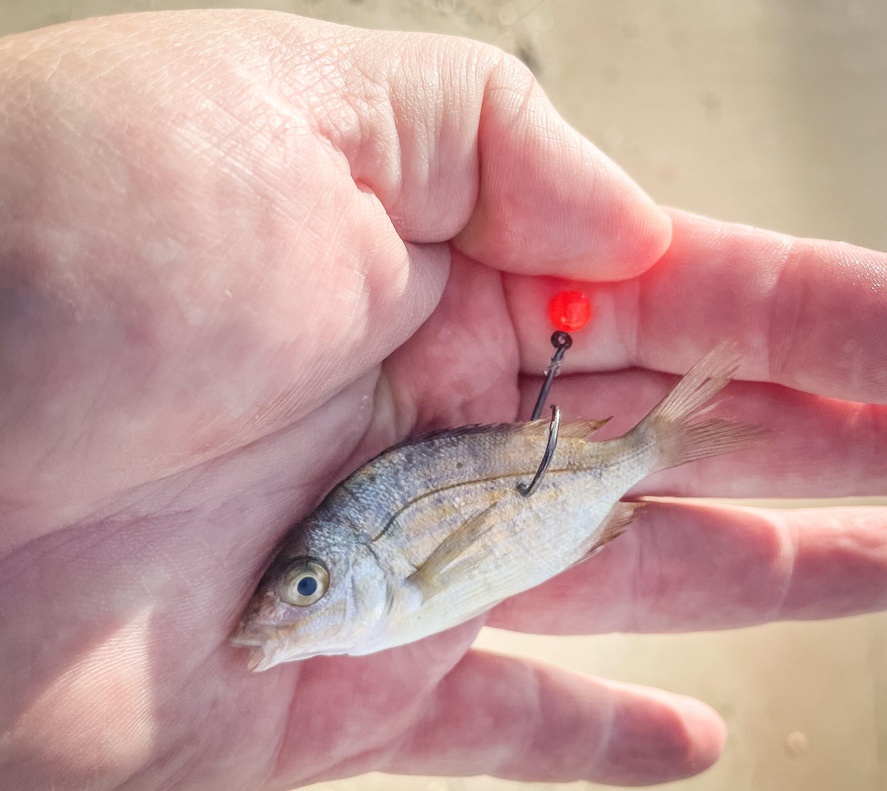 Do I leave my bail open when using live bait for catfish or bass