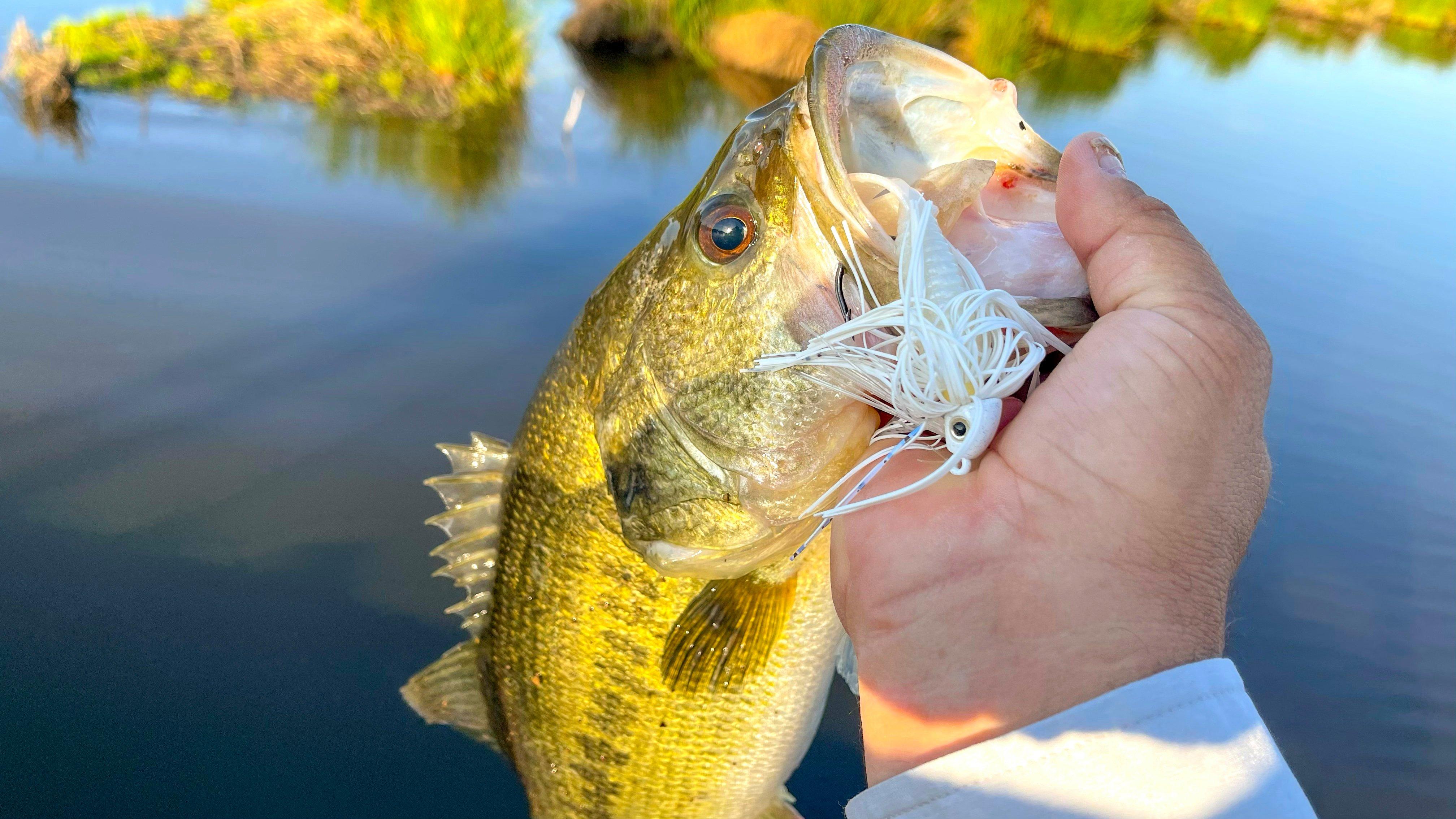 Image: swim_jig_1