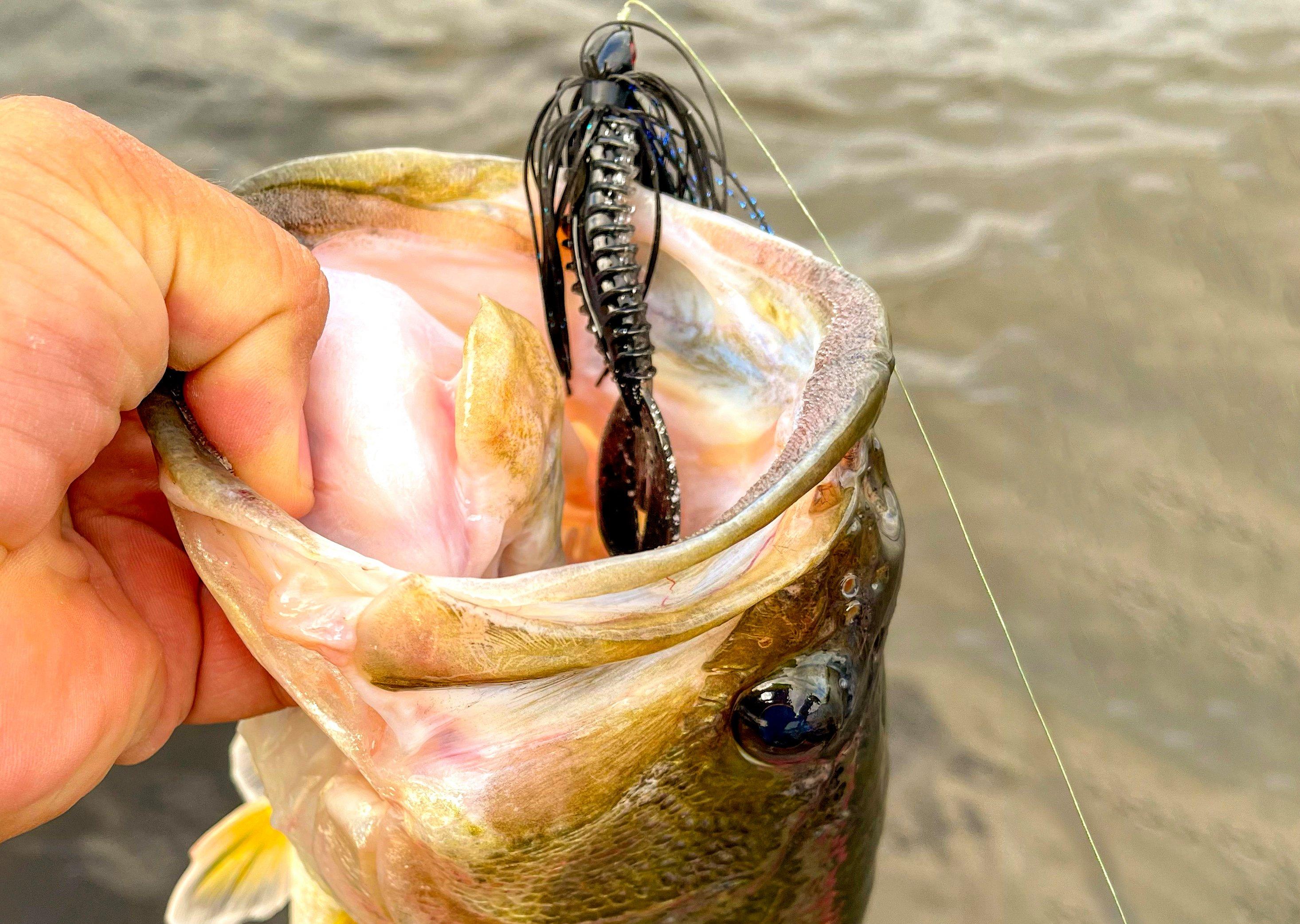 Image: swim_jig_2