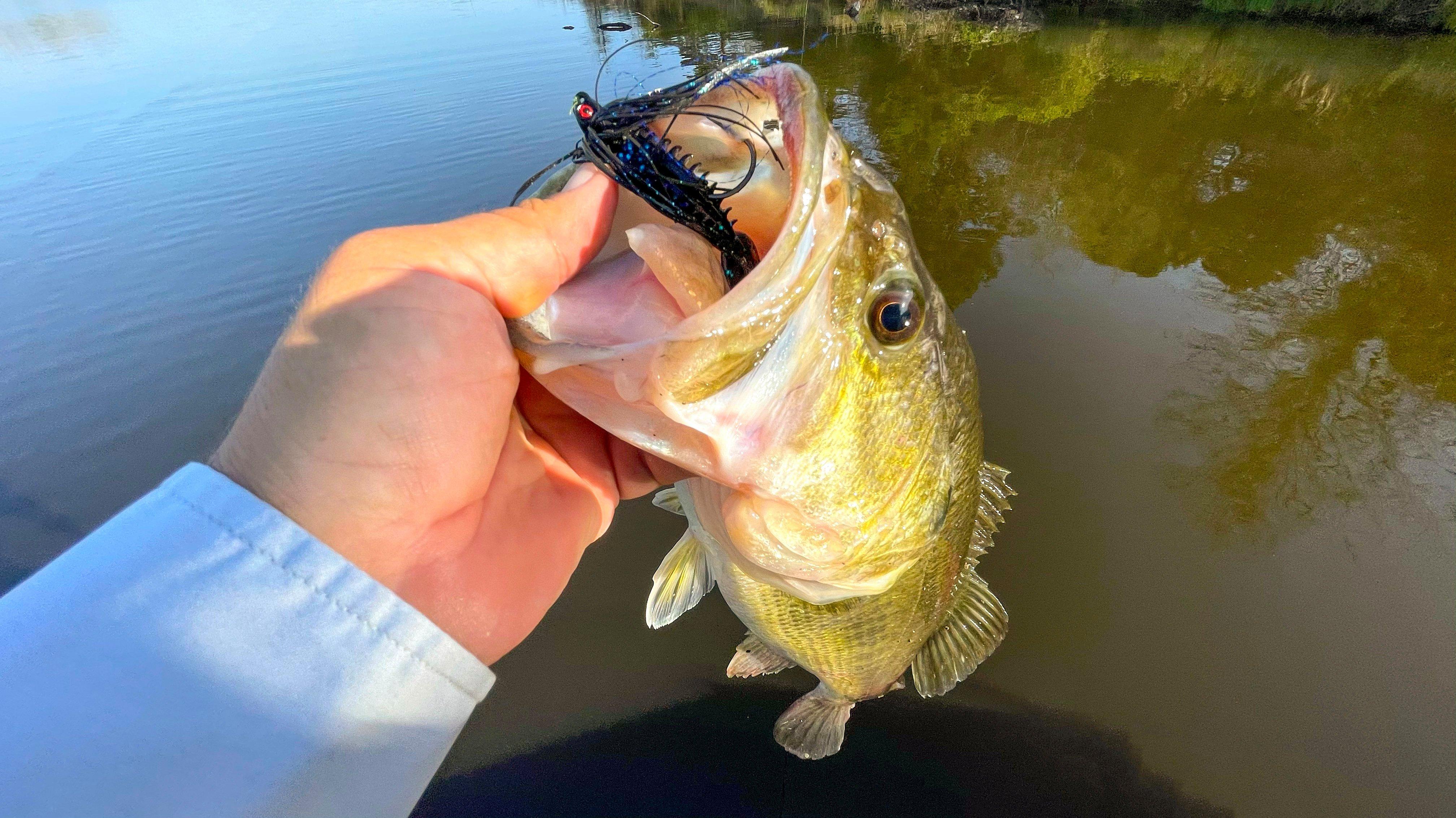 Image: swim_jig_3