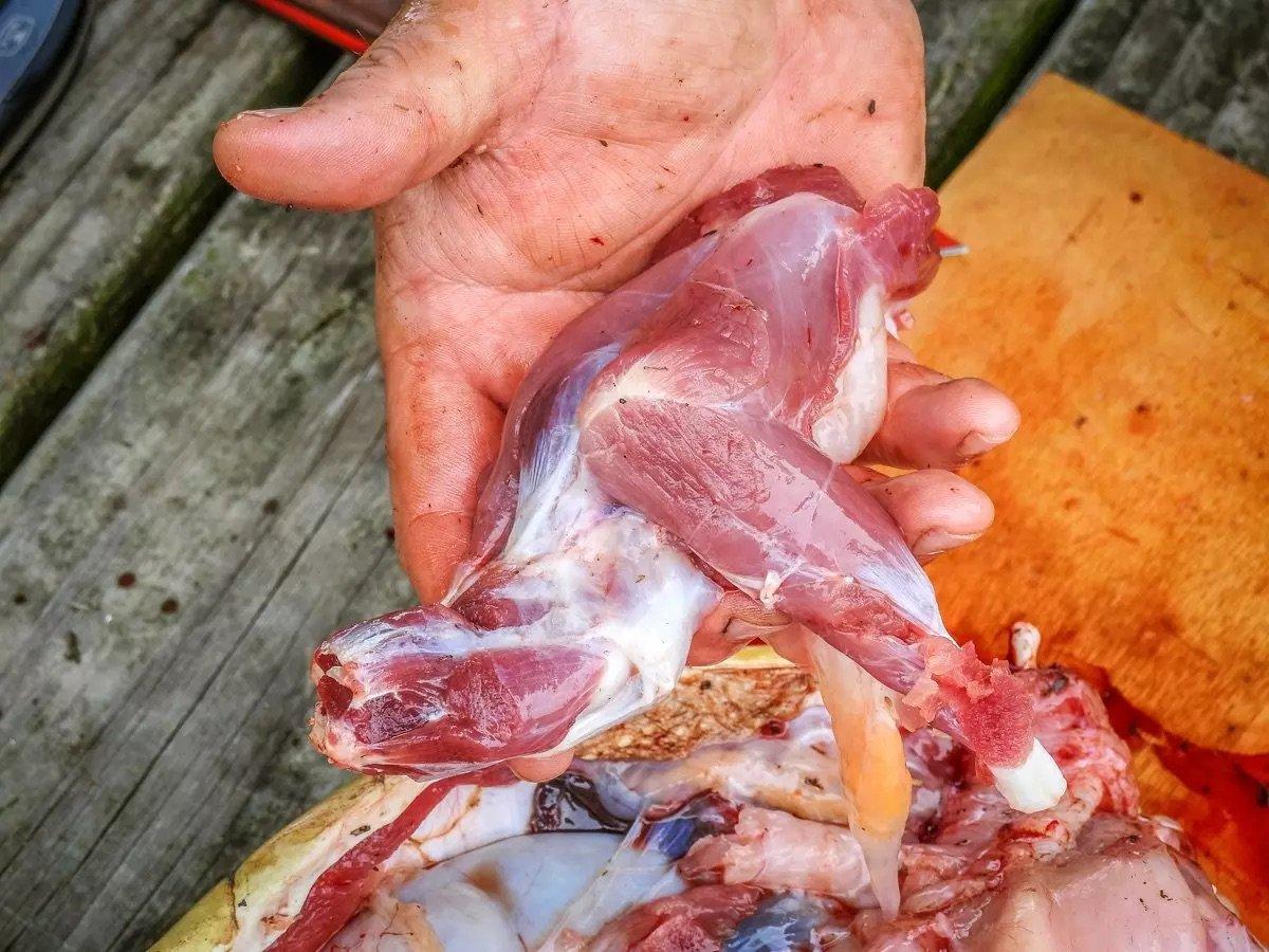 Image: t2t_snapping_11