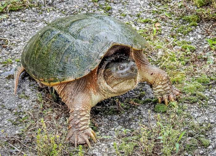How to Skin a Snapping Turtle the Timber2Table Way - Realtree Camo