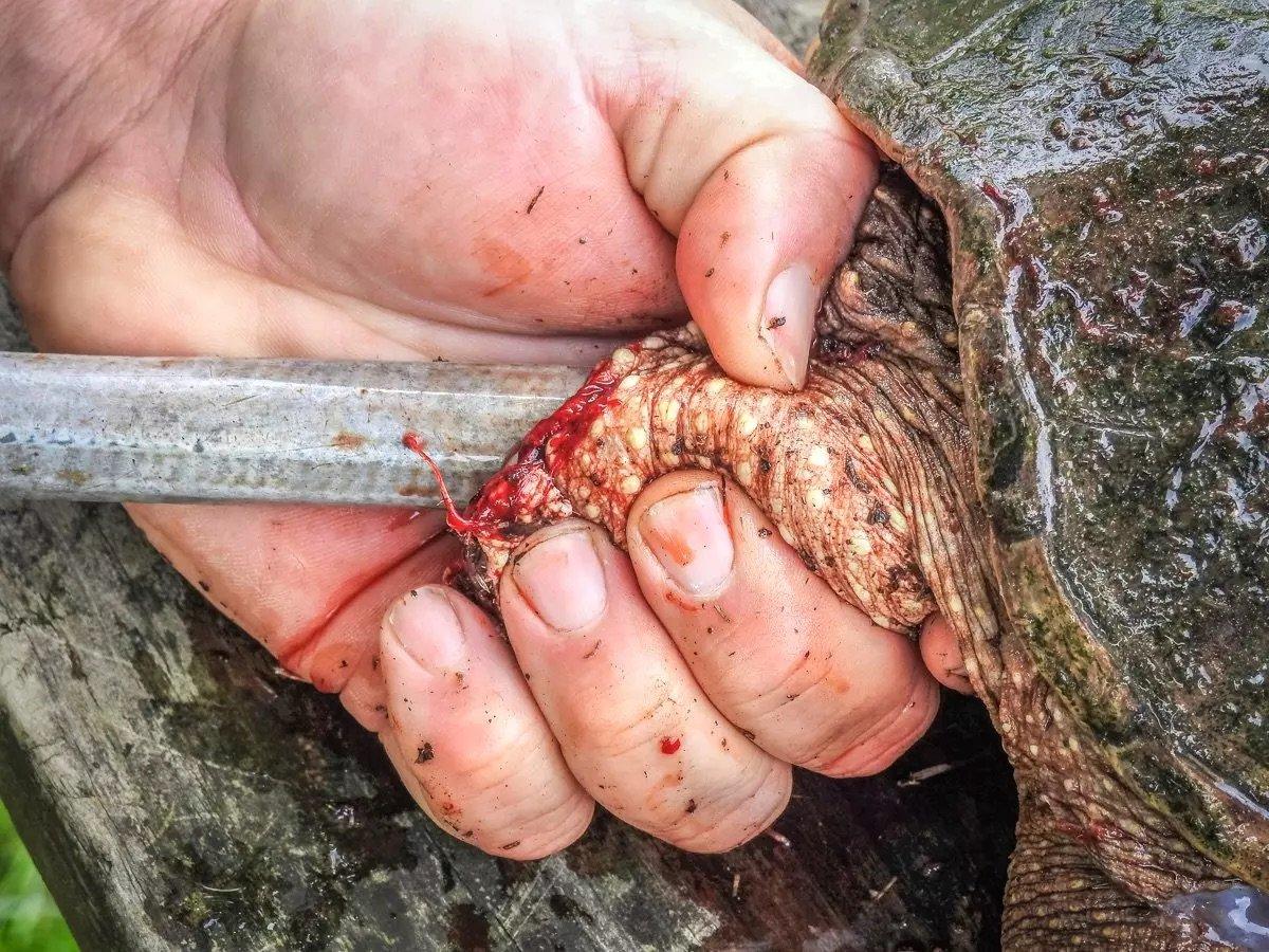 Image: t2t_snapping_3