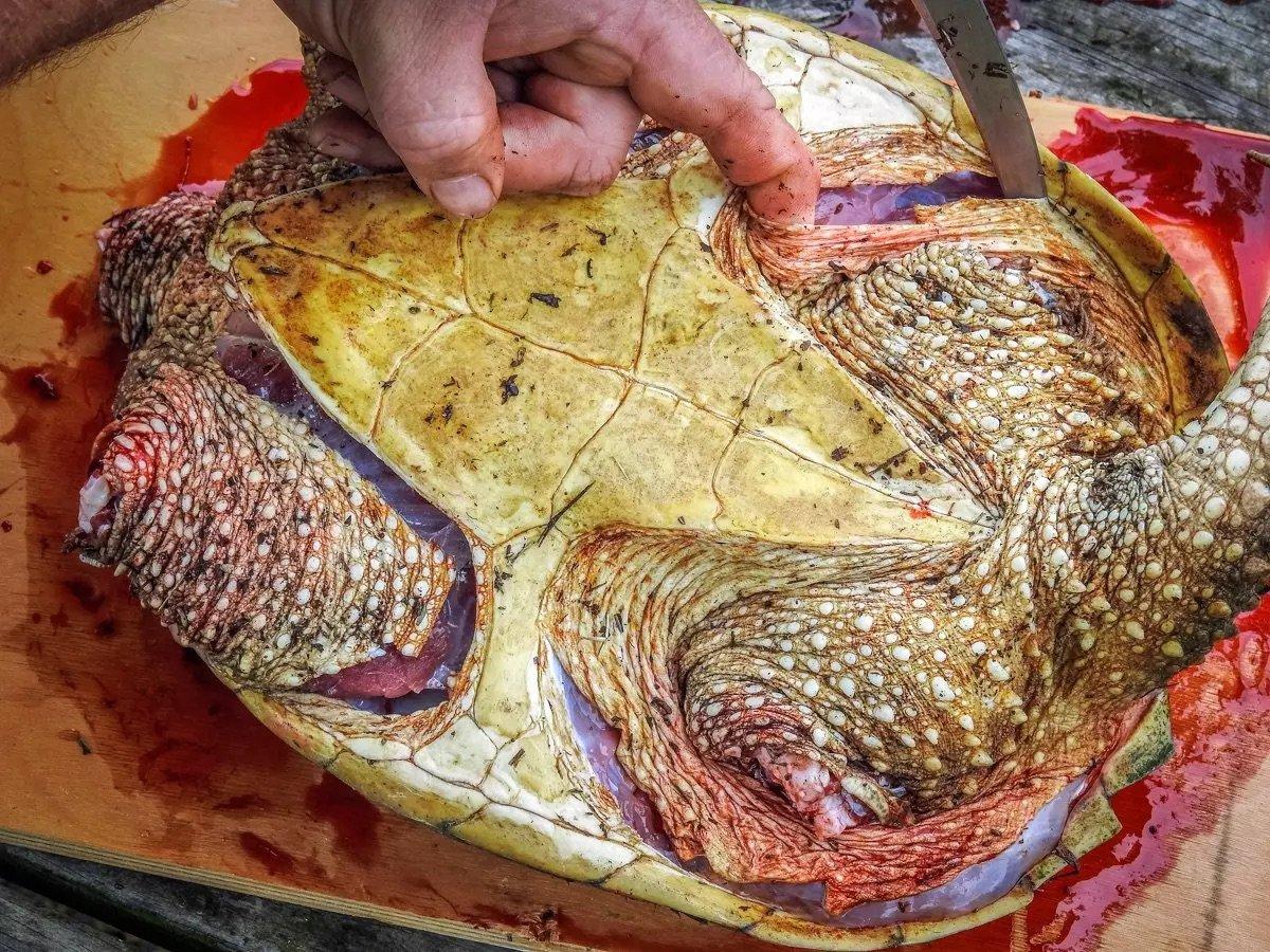 Image: t2t_snapping_6