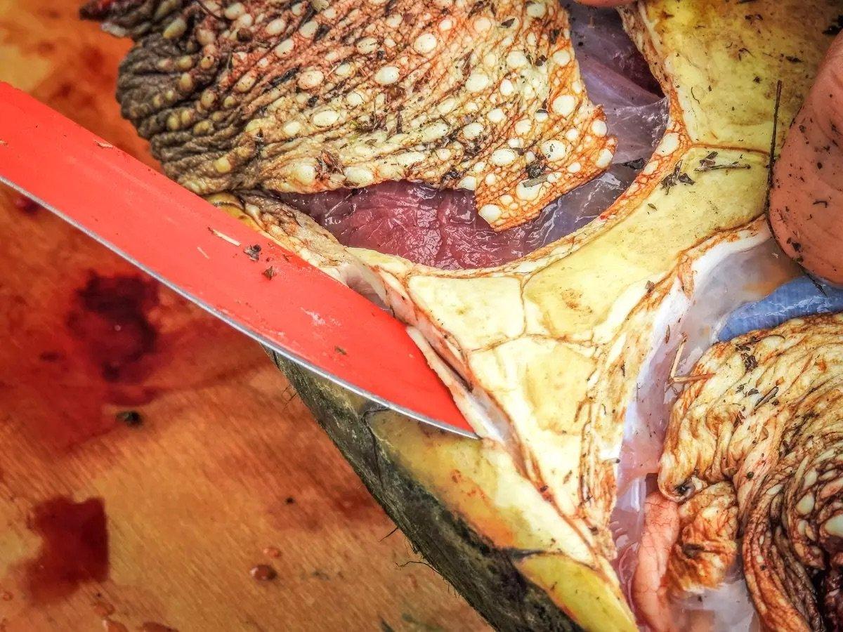 Image: t2t_snapping_7