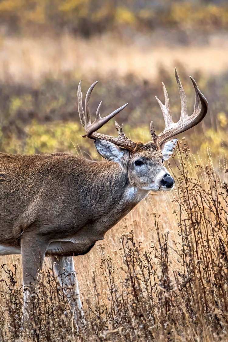 deer — Hunting Articles