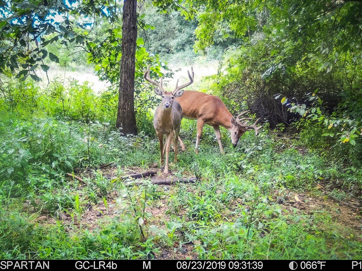 Hunting specific target bucks is a significant challenge. Sometimes you win, and sometimes you lose. Image by Honeycutt Creative