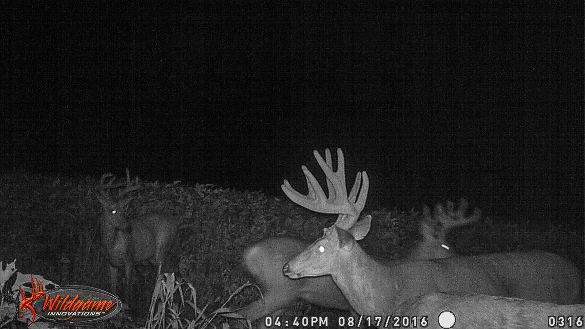 The author saw this deer on camera one time and then never again. This is an example of an unrealistic target buck. Image by Honeycutt Creative