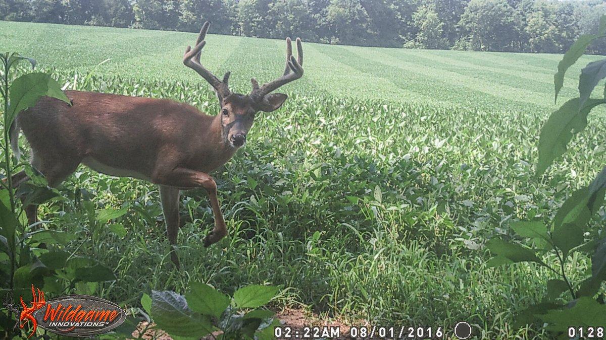 Learning as much as possible about your target deer is a crucial part of success. Image by Honeycutt Creative