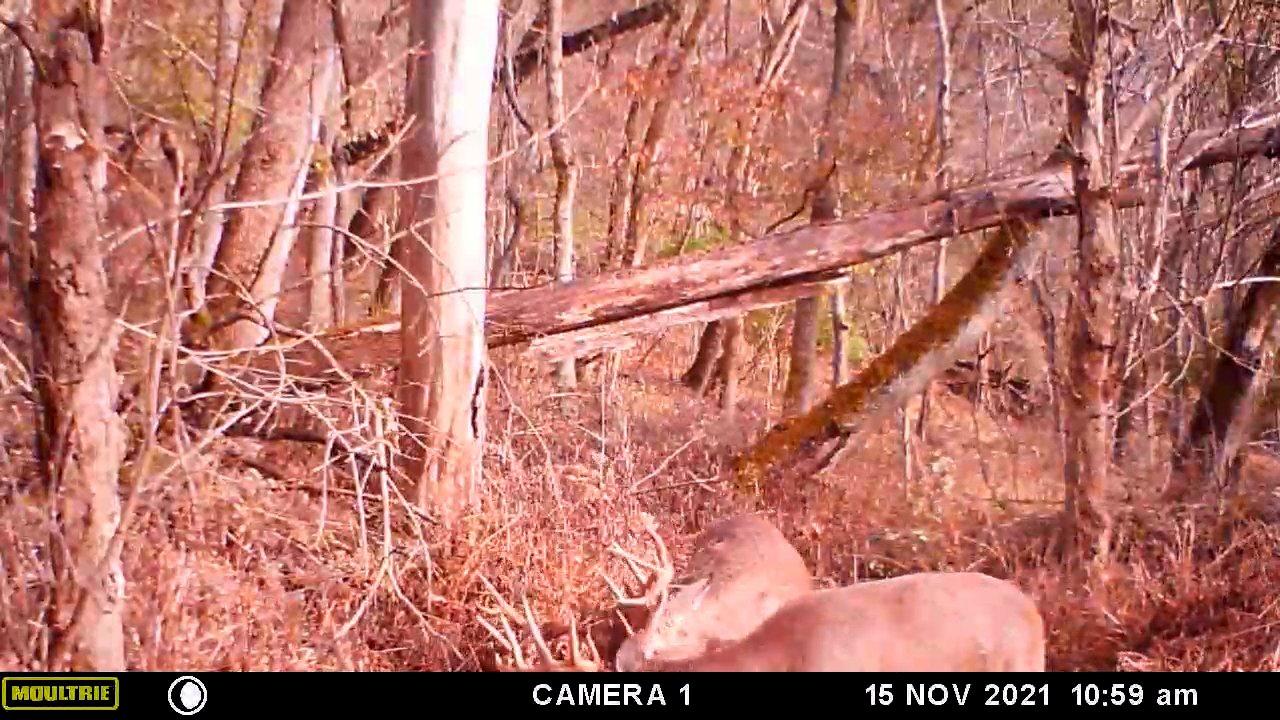 The bucks fought in front of the trail camera for more than 30 minutes. Image by Bryan Shields