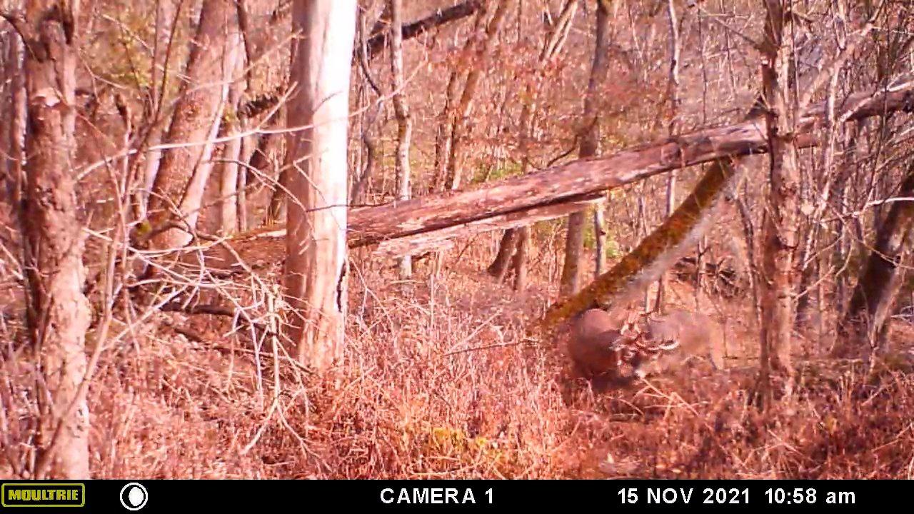 More than 400 yards separated the trail camera and the location where Jamie and Brennan eventually shot the bucks. Image by Bryan Shields