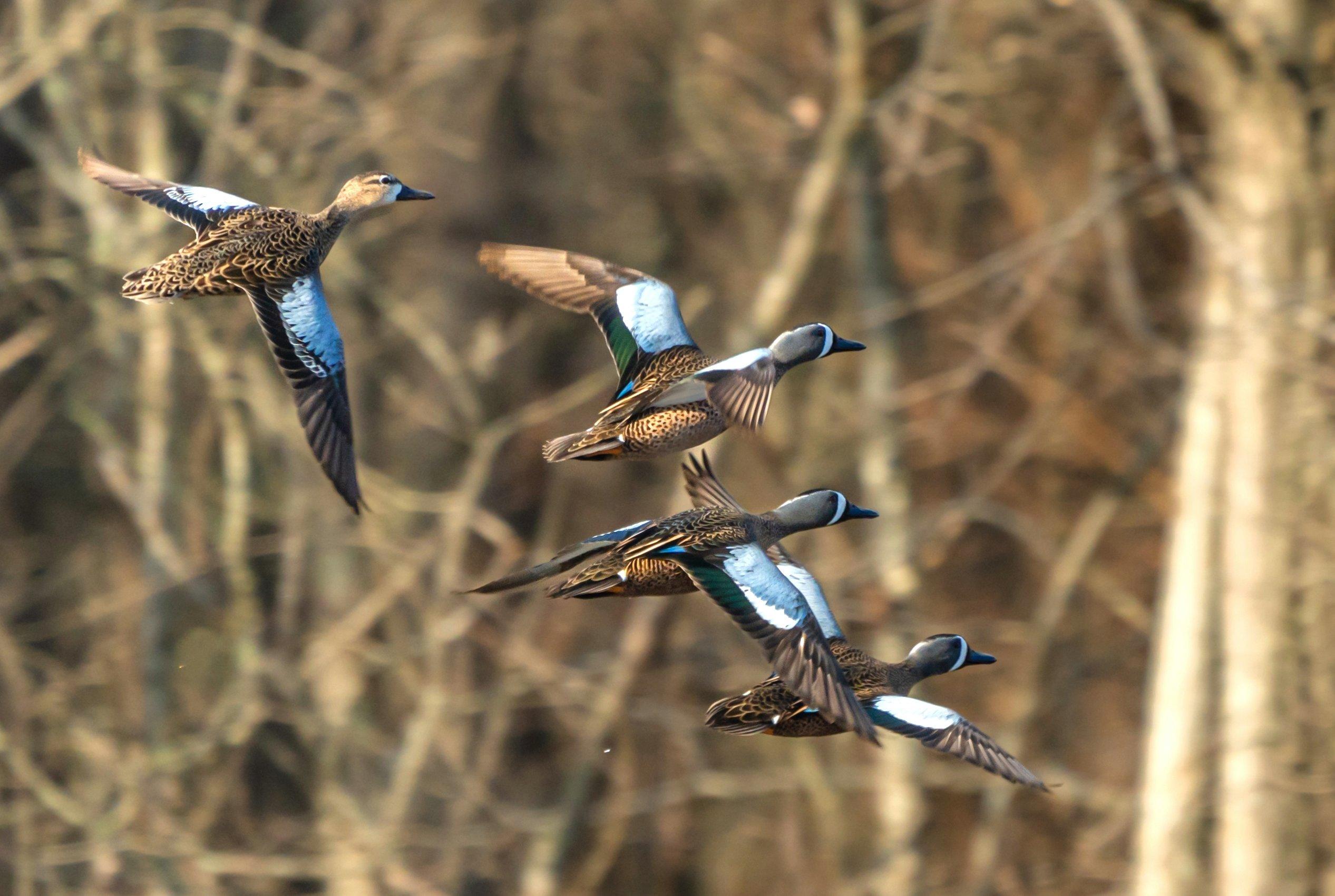 Image: teal_hunting_2