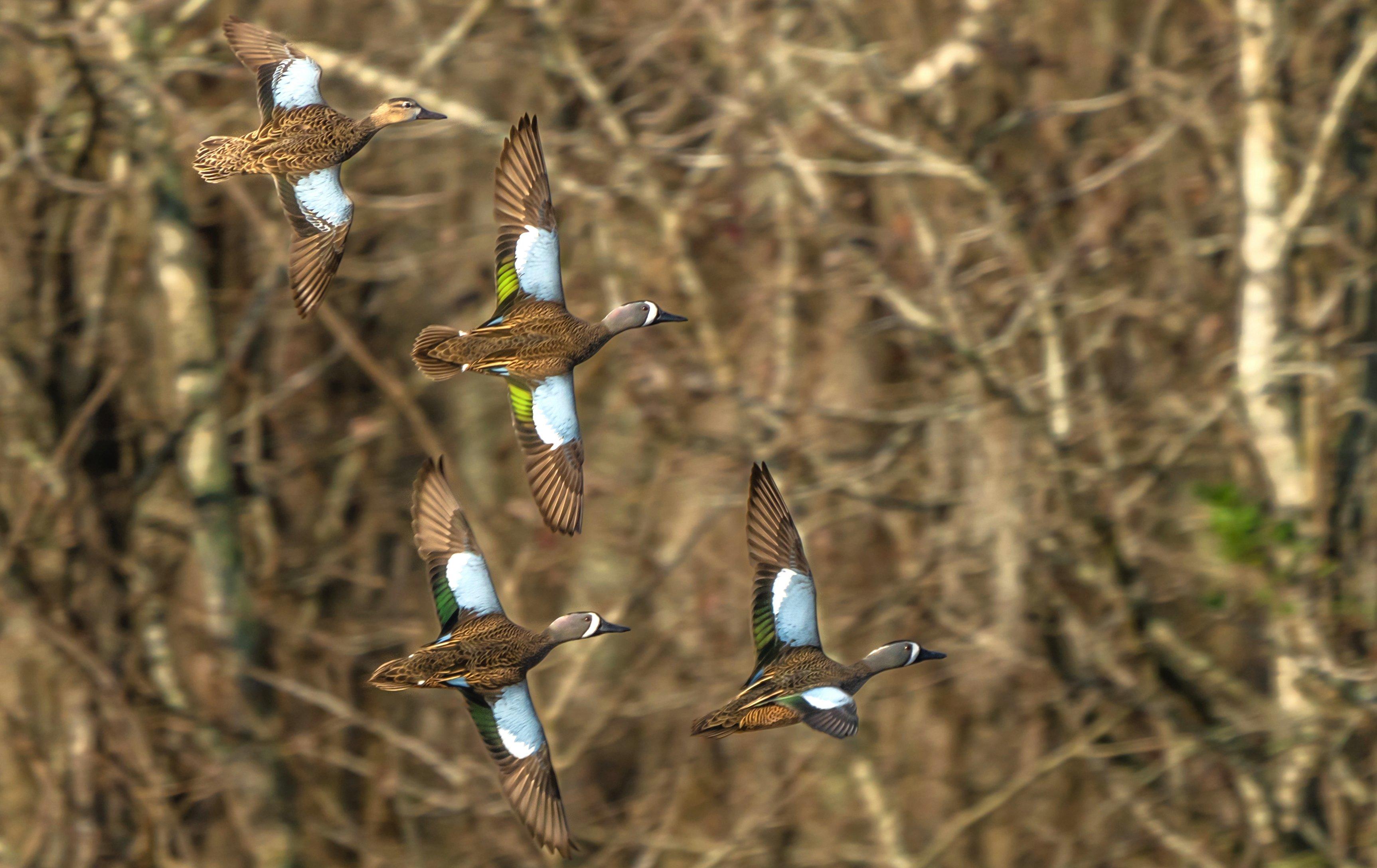 Image: teal_hunting_3
