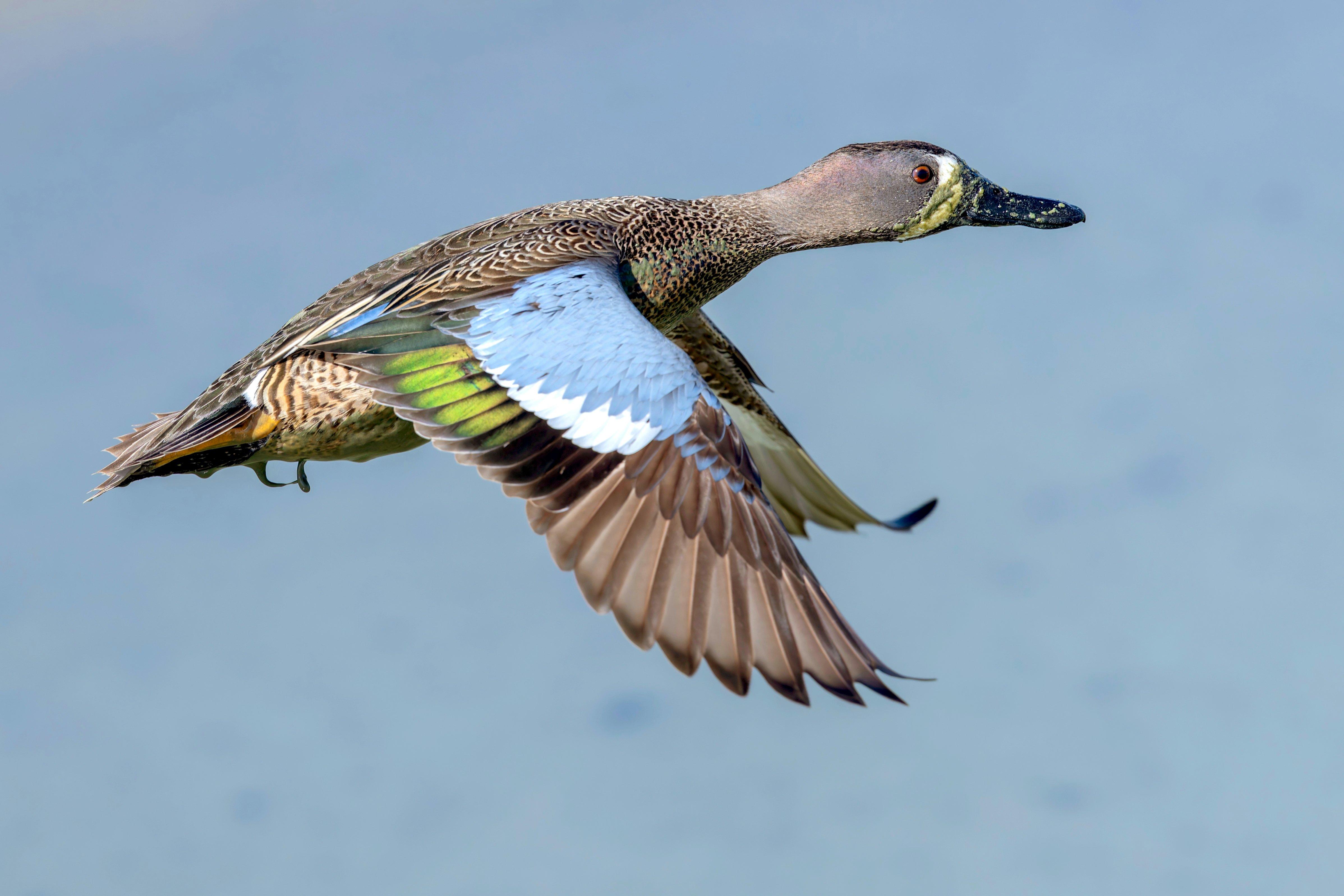 Image: teal_hunting_4