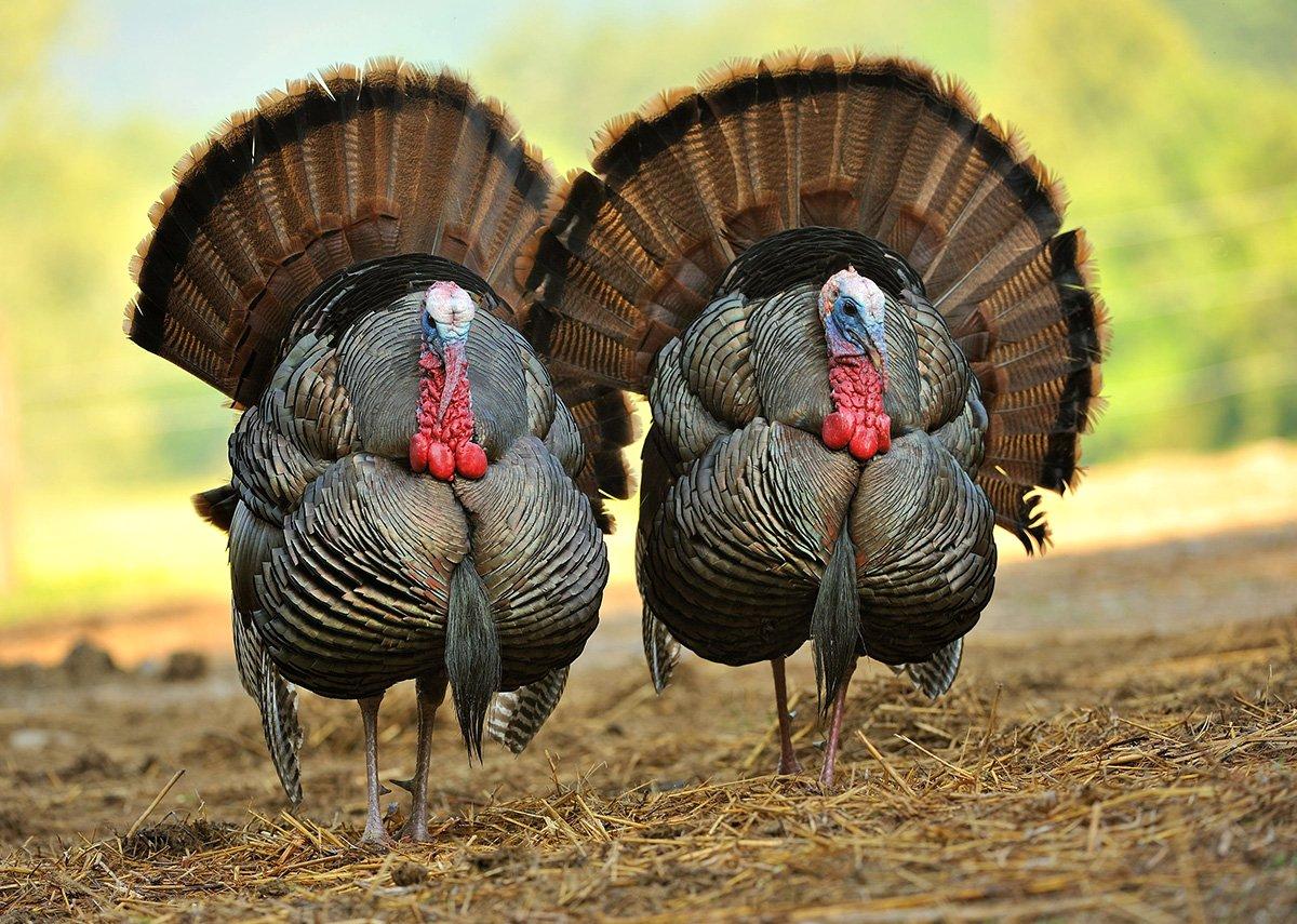 From Ohio to Kansas, birds go big in our Midwest states. Image by Tes Randle Jolly