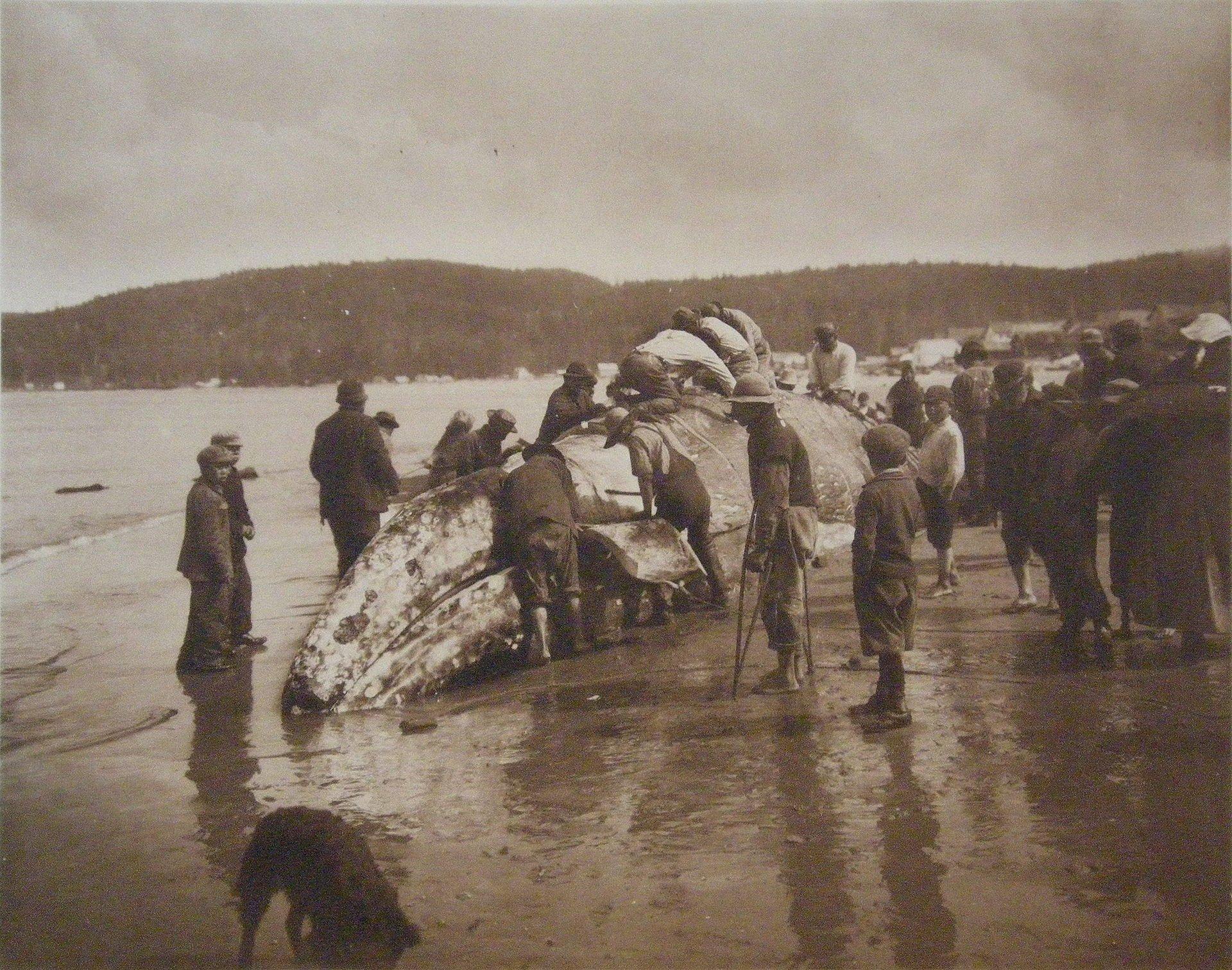  Edition de luxe of Photogravures, 1910, W. D. Harney Photogravure Publisher, Racine, Wisconsin. Public Domain