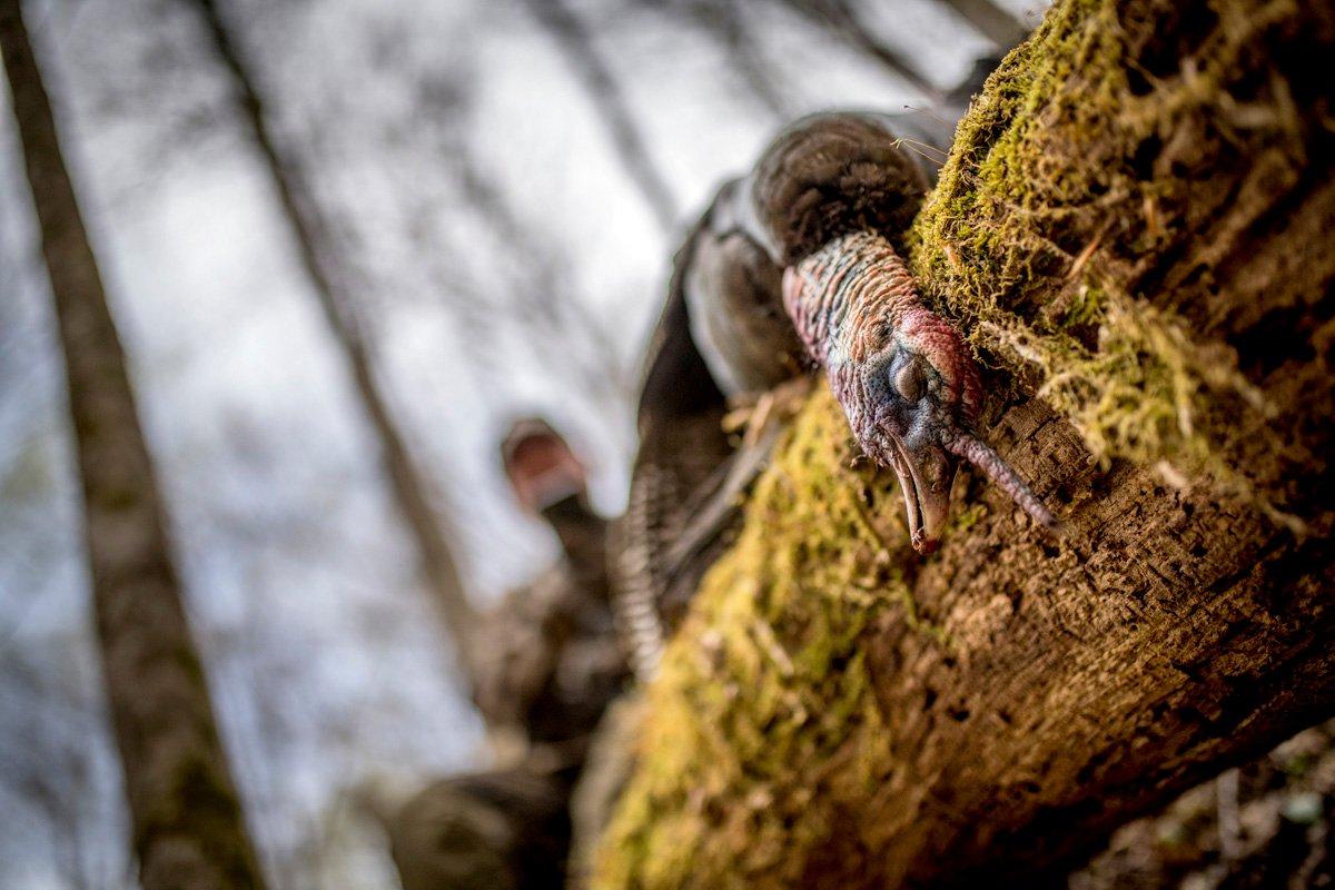 He weighed 18 pounds, he had a full, beautiful tail fan and … (© Bill Konway photo)