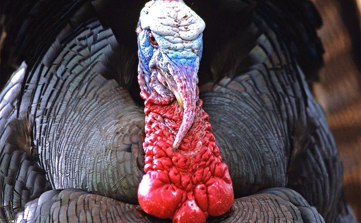 Once I even caught a glimpse of his tail fan as he strutted at the edge of the bench. But he turned around a foot too soon. (© John Hafner photo)