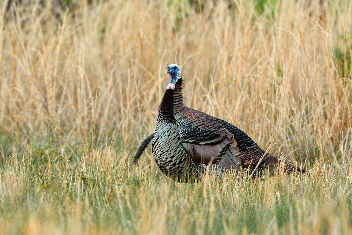 When I called, he walked into the road, looked in my direction, checked his wings and ... © Tes Randle Jolly photo