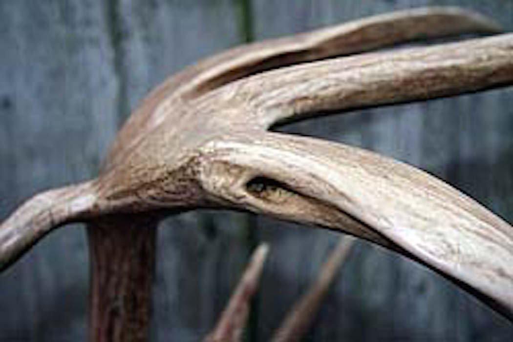 Can you name all of the known antler deformities? (Realtree photo)