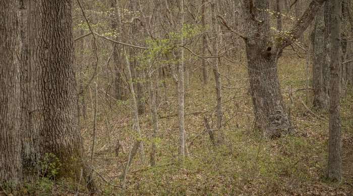 Realtree Timber Image 03