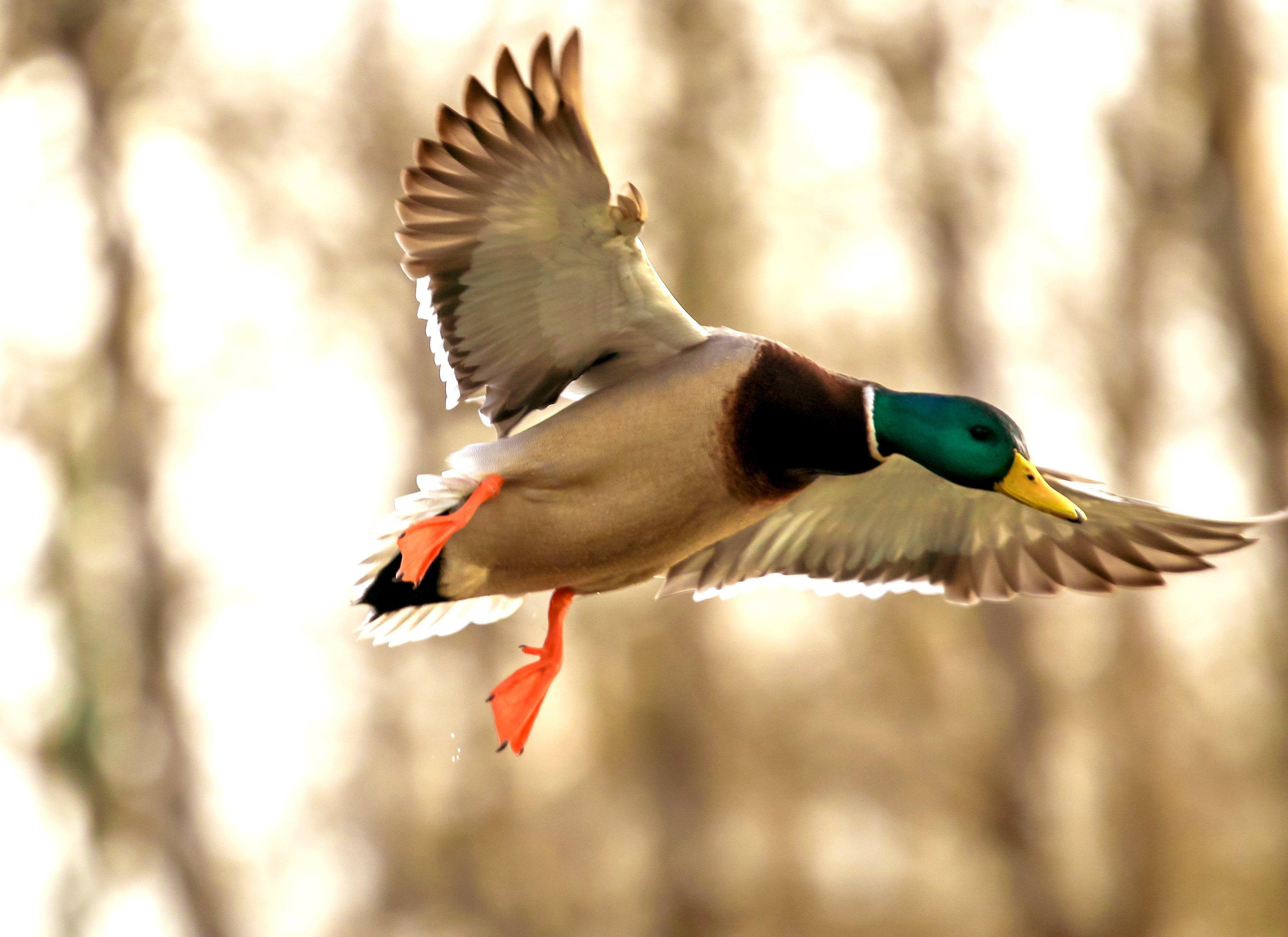 Image: timber_mallard