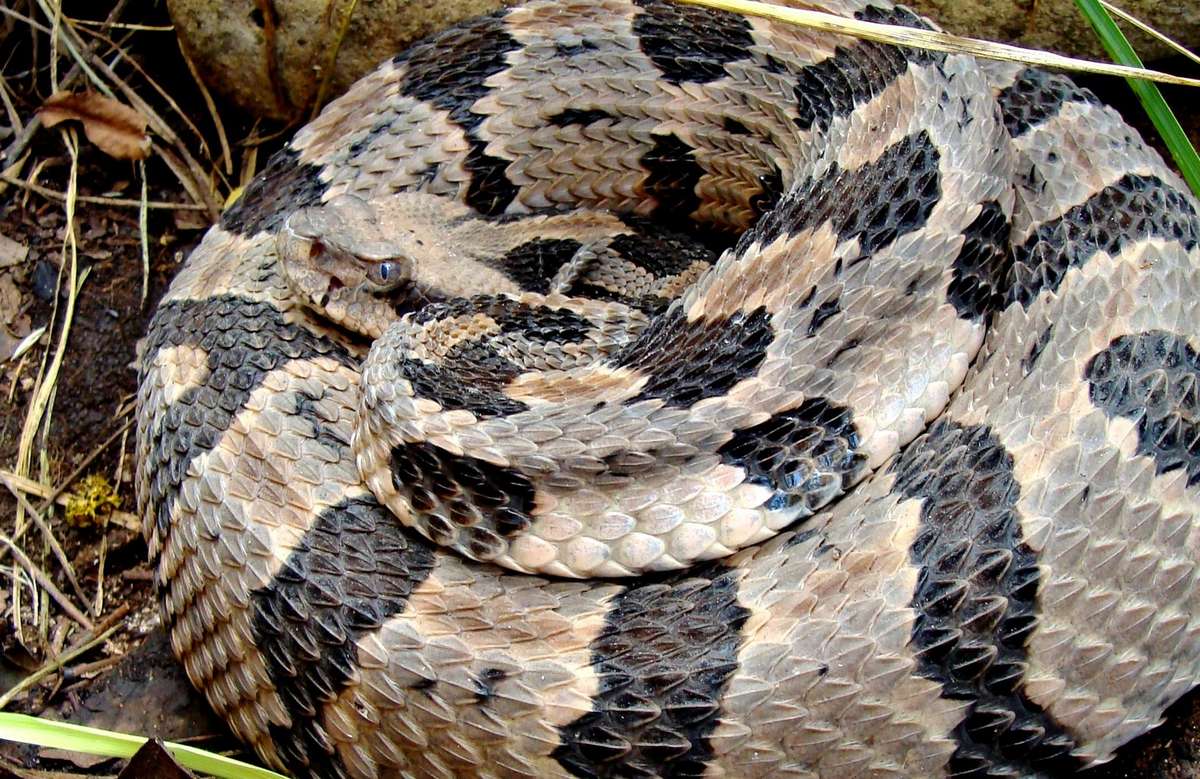 Pennsylvania Community Hosts 70th Annual Rattlesnake Round-upCommunity ...