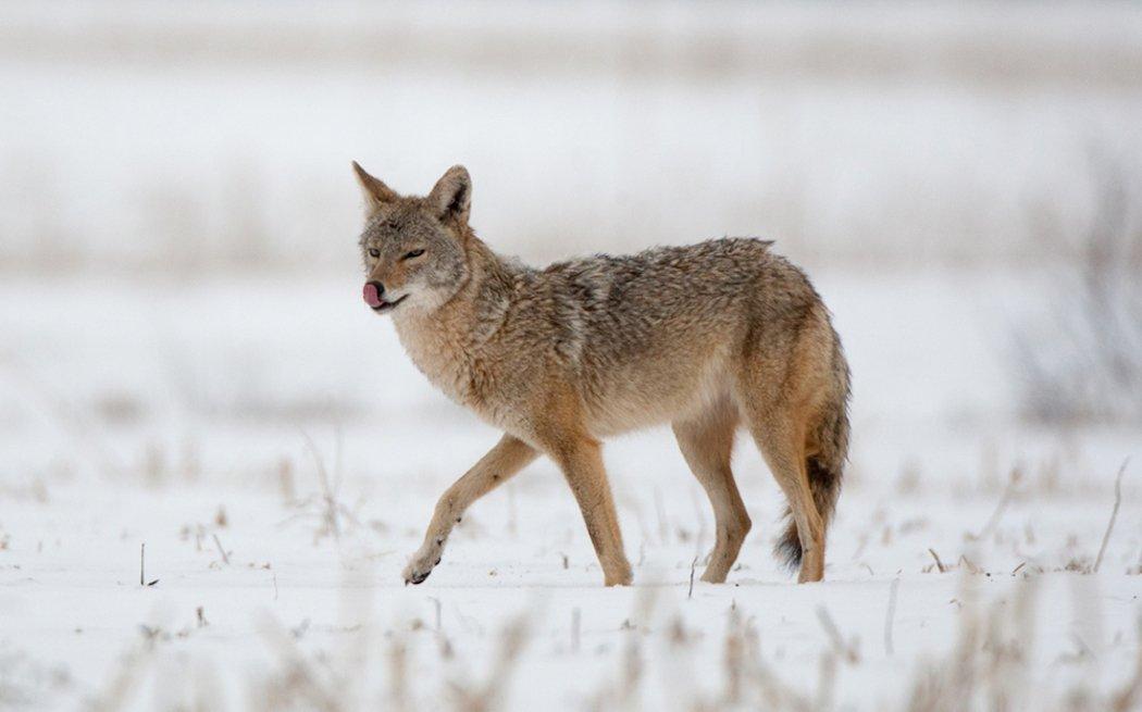 Calling coyotes within range is not an easy task. (Russell Graves photo)