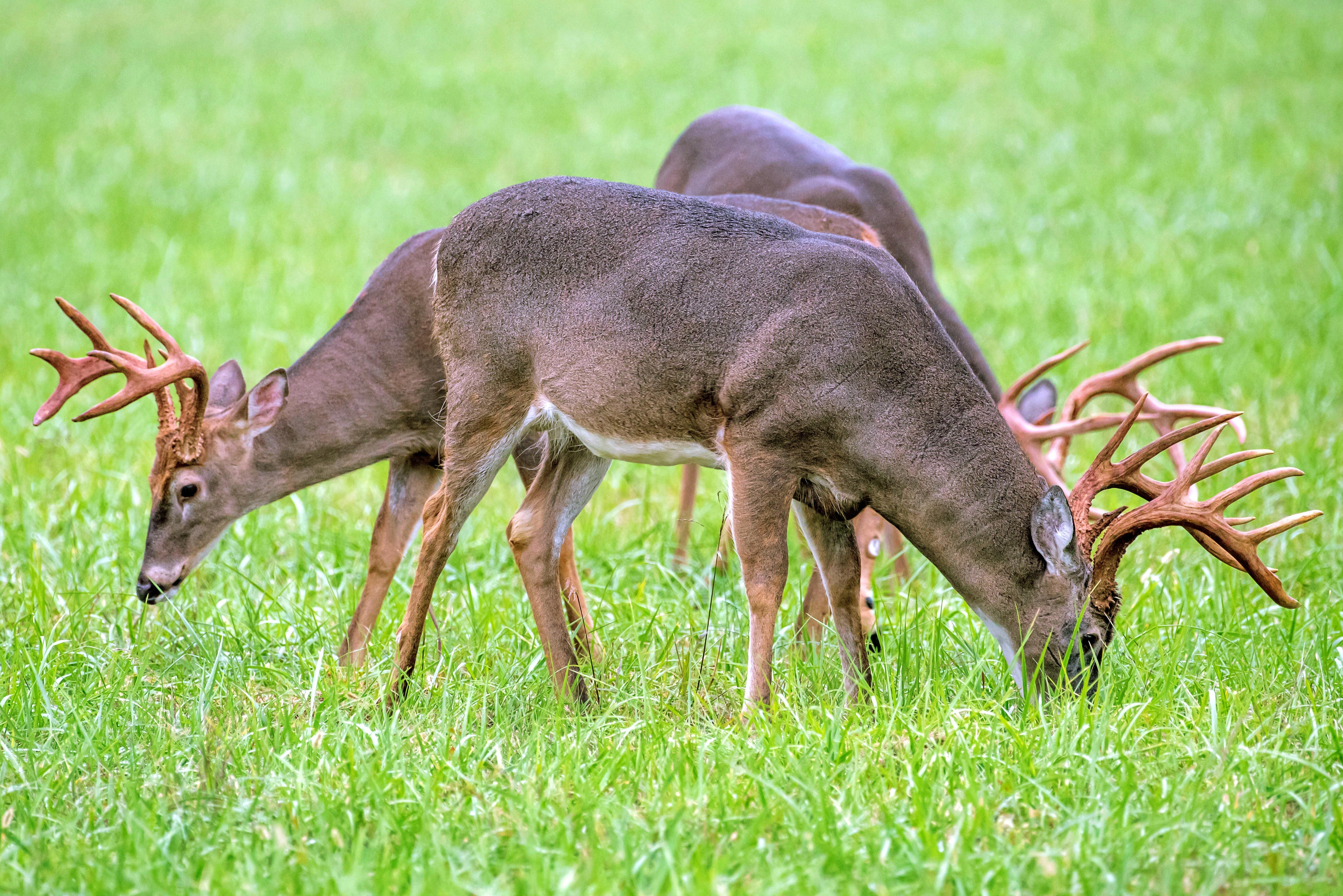Tennessee to Increase Hunting and Fishing License Fees