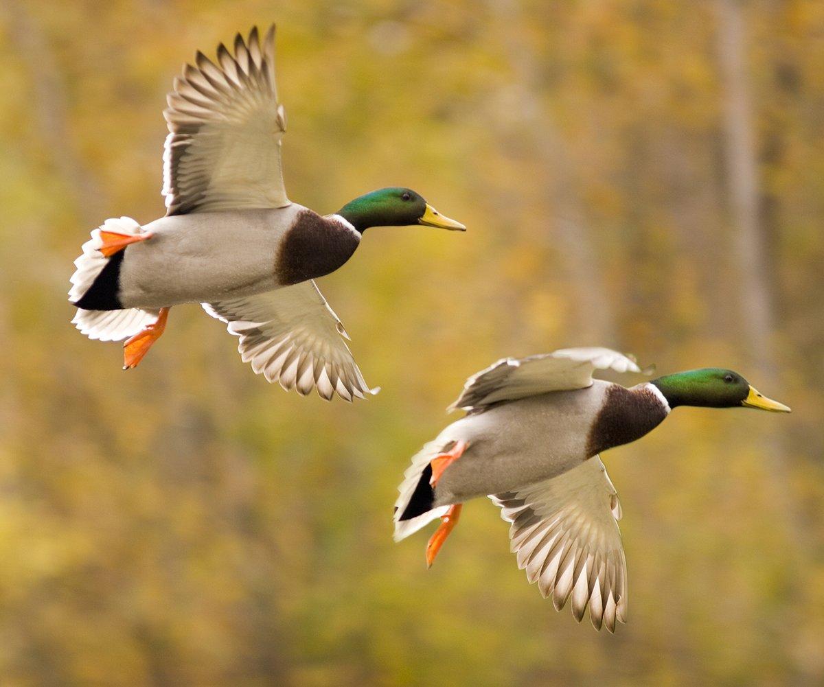 Duck Hunting in Tennessee Realtree Camo