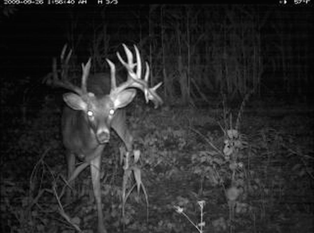 A trail camera photo of Wedding Crasher. (Tom Taylor photo)