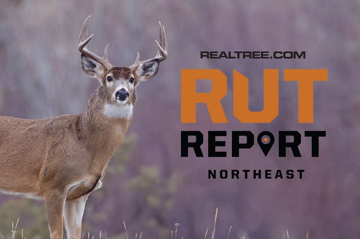 Northeast Rut Report: The Rut Has Been Pretty Spotty, But Keep Hunting Anyway - tom_reichner-shutterstock-ne