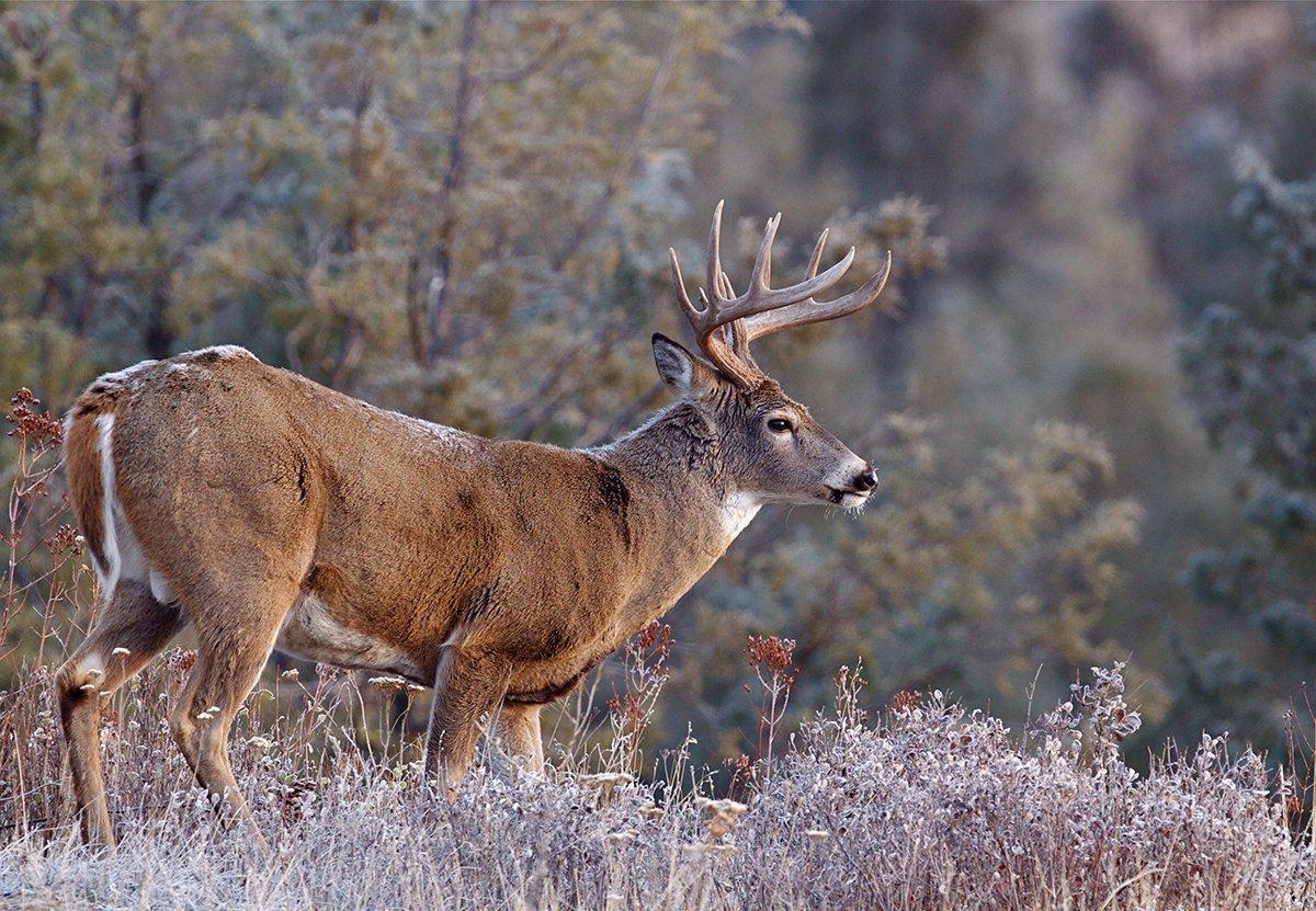 How pressured are the deer you hunt? (Shutterstock / Tom Reichner photo)