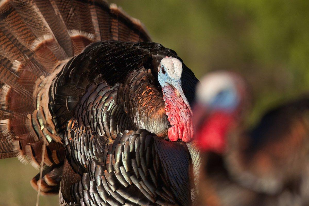 Top 5 Scoring Rio Grande Gobblers (¬© Russell Graves photo)