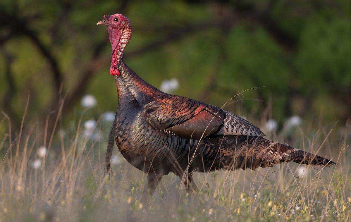 Top 5 Wild Turkey Subspecies Beards ¬© Russell Graves