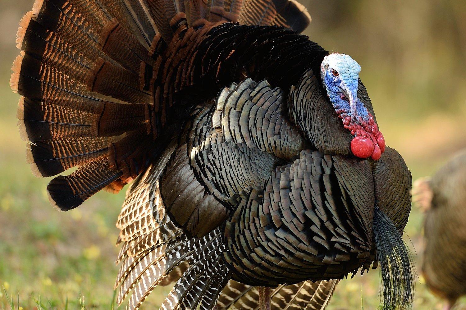 Sometimes you need to wait tough turkeys out. © Tes Randle Jolly photo