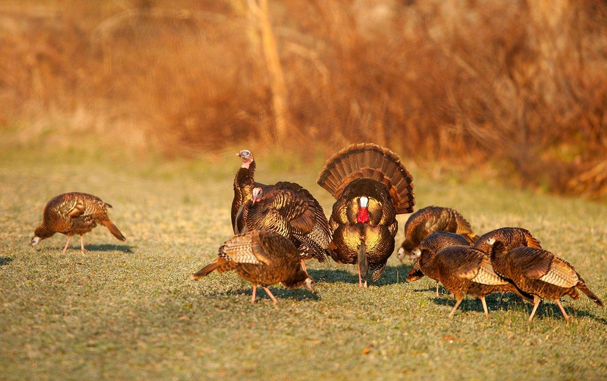 Two old-school measures of tough to hunt states include shut-mouthed or henned-up strutters. Image by Bill Konway