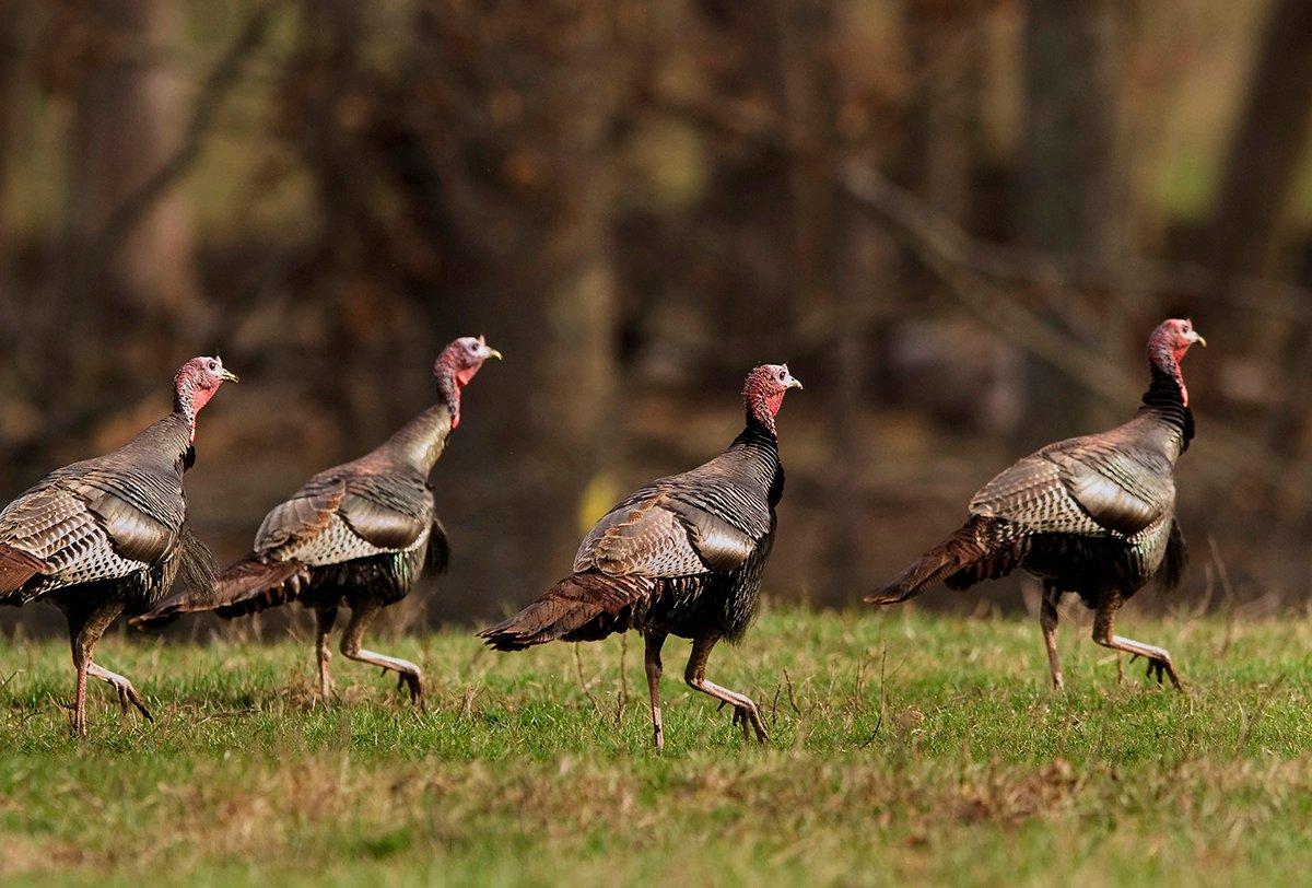 Certain states are especially tough due to hunting pressure on public land, or historically difficult wild turkeys that seem genetically programmed to kick our butts. Image by Bill Konway