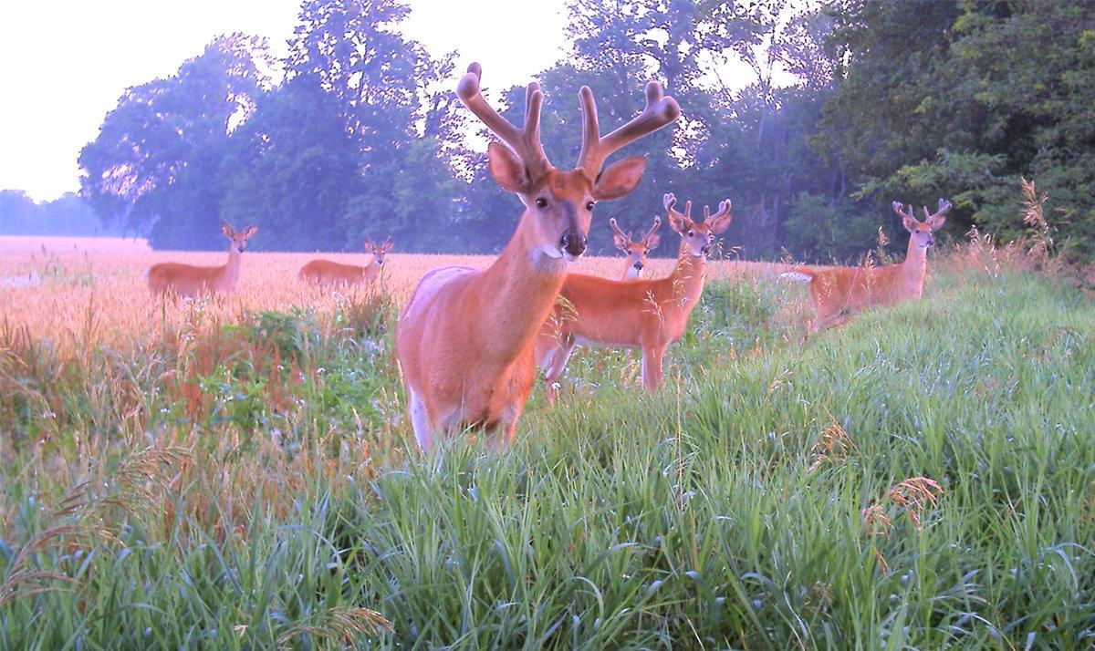 Most bachelor groups consist of three or four bucks, but some have quite a few more. Image by Mike Hanback
