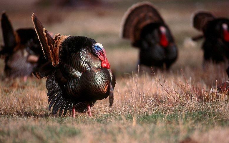 Plan to reach hunting areas a day or so early. (Realtree/John Hafner photo)