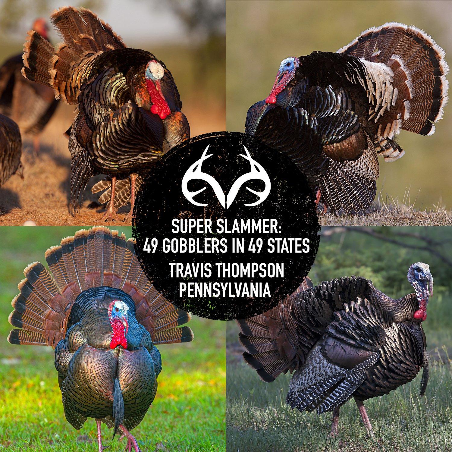 To accomplish a Super Slam, the hunter must take one turkey in every state but Alaska (no turkeys live there). Rio Grande image by Russell Graves; Merriam's image by Tom Reichner; Osceola image by Chase D'animulls; Eastern image by Jim Cummings